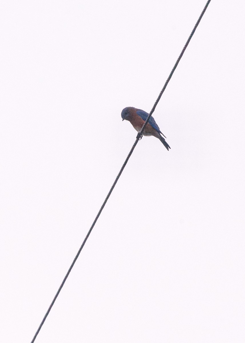 Eastern Bluebird - Jon Cefus