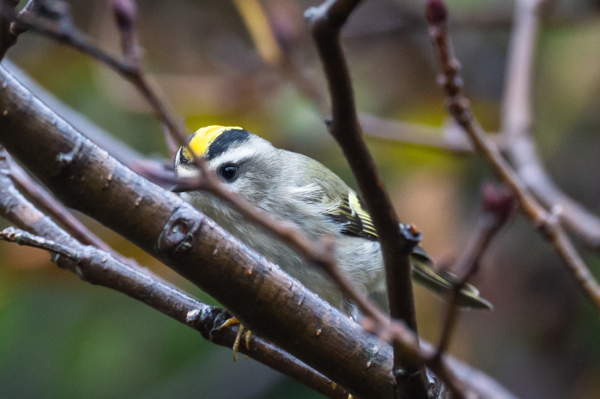 Golden-crowned Kinglet - Frank King