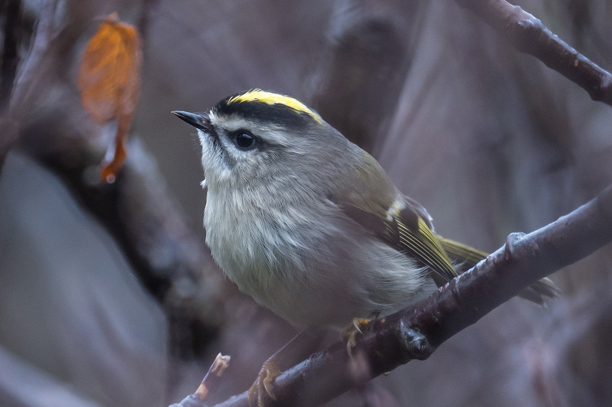 Golden-crowned Kinglet - ML382235741