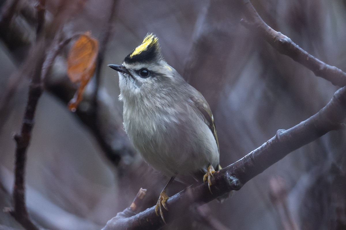 Golden-crowned Kinglet - ML382235751