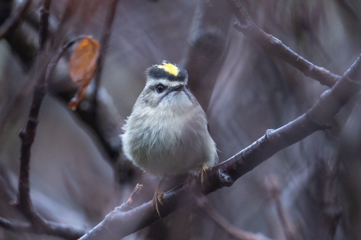 Golden-crowned Kinglet - ML382235761