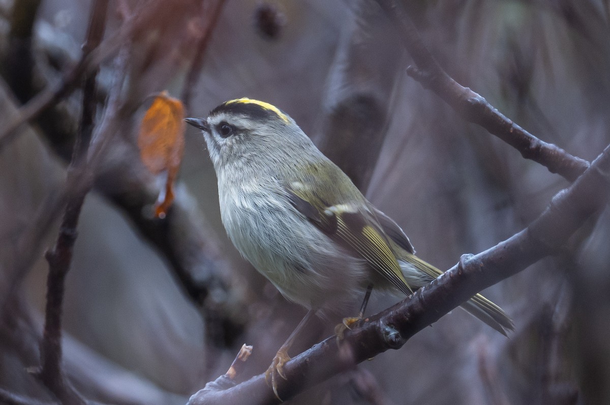 Golden-crowned Kinglet - ML382235781