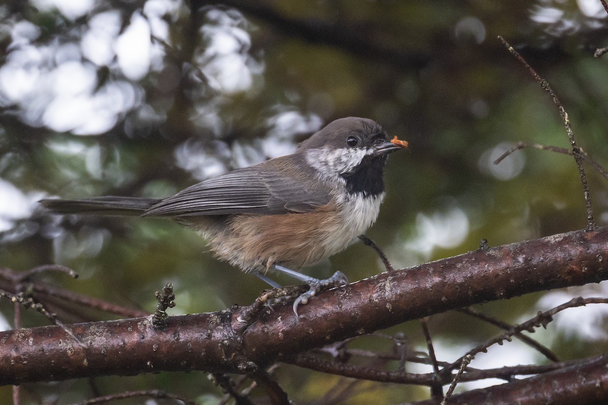 Mésange à tête brune - ML382235841