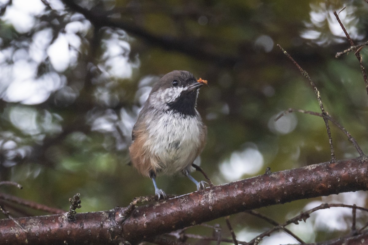 Mésange à tête brune - ML382235861