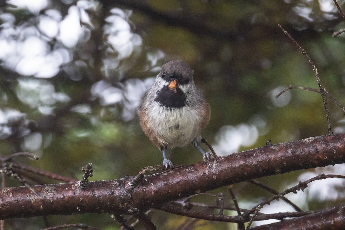 Mésange à tête brune - ML382235881