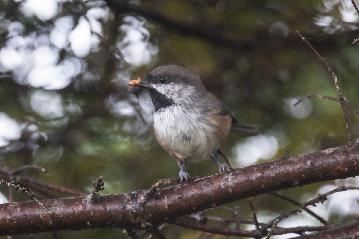 Mésange à tête brune - ML382235891