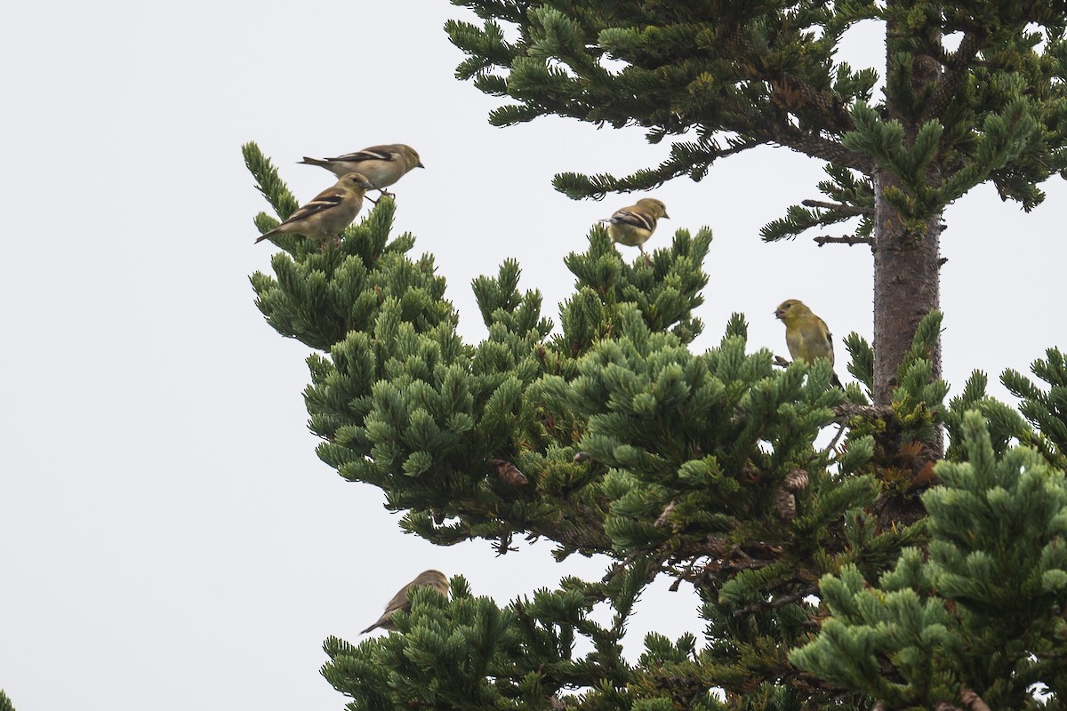 American Goldfinch - ML382235941