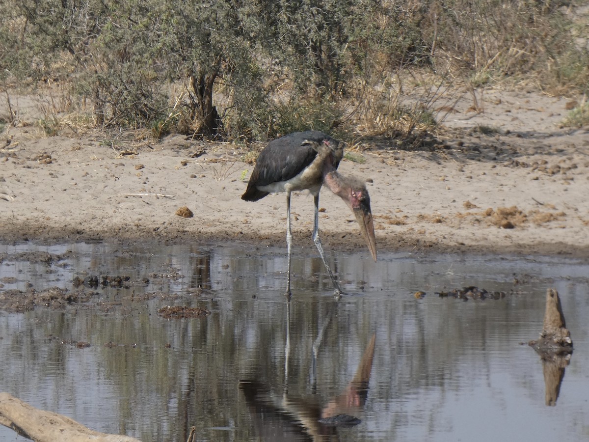 Marabou Stork - ML382238691