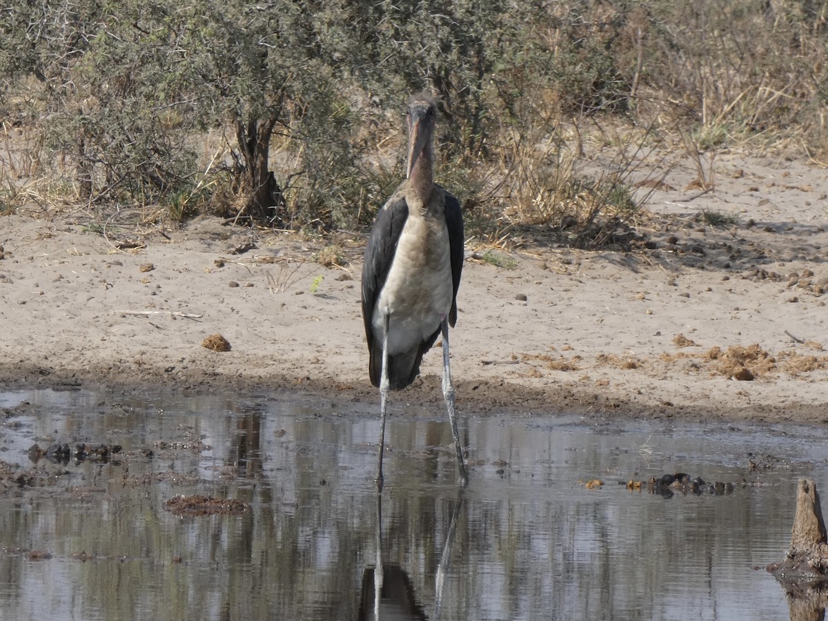 Marabou Stork - ML382238721