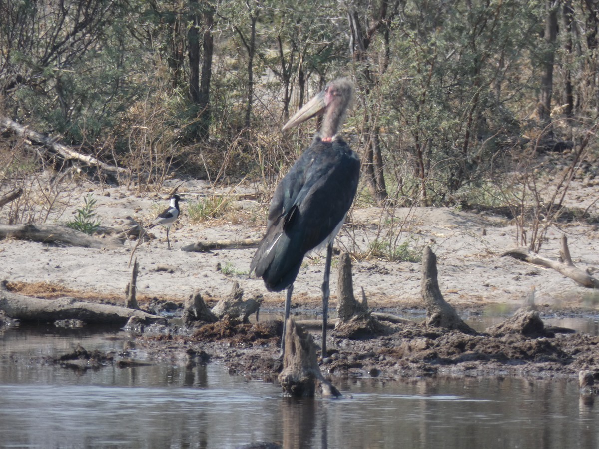 Marabou Stork - ML382238741