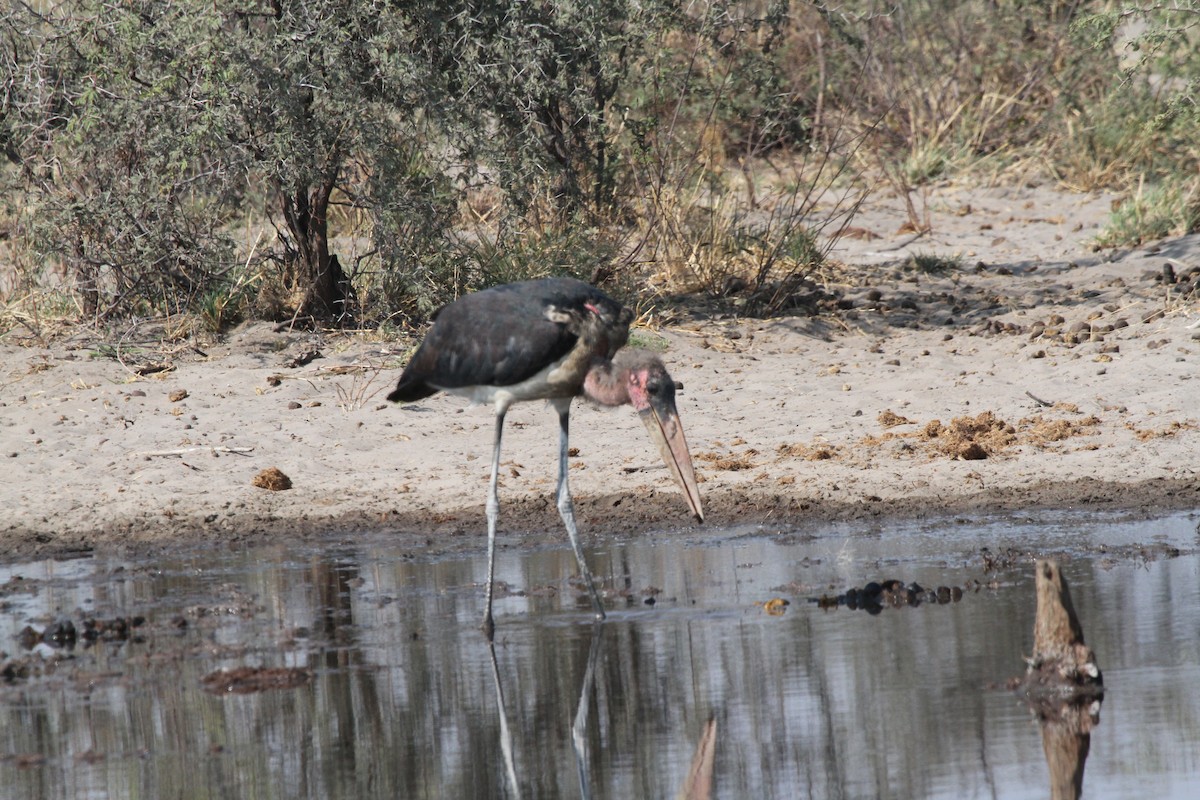 Marabou Stork - ML382238751