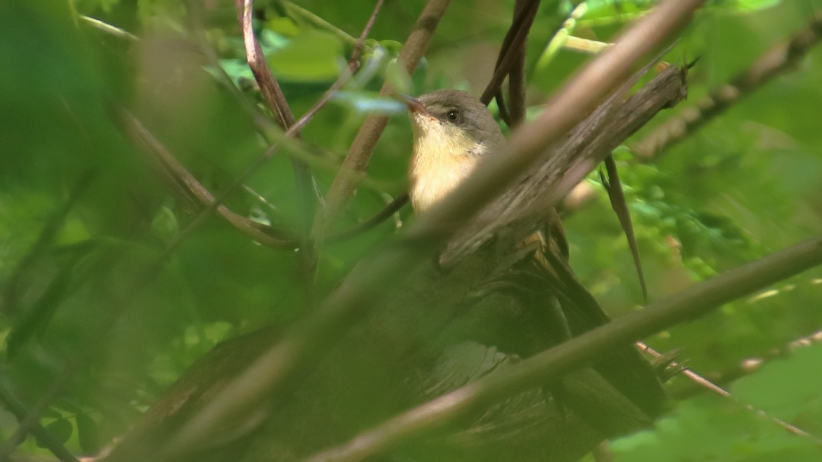 Ashy Prinia - ML382239911