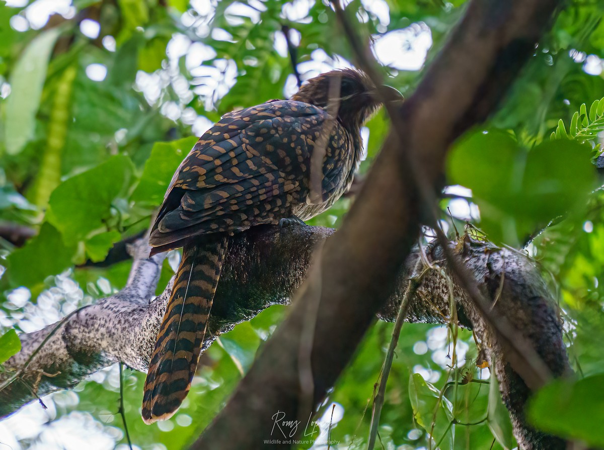 Asian Koel - ML382240401