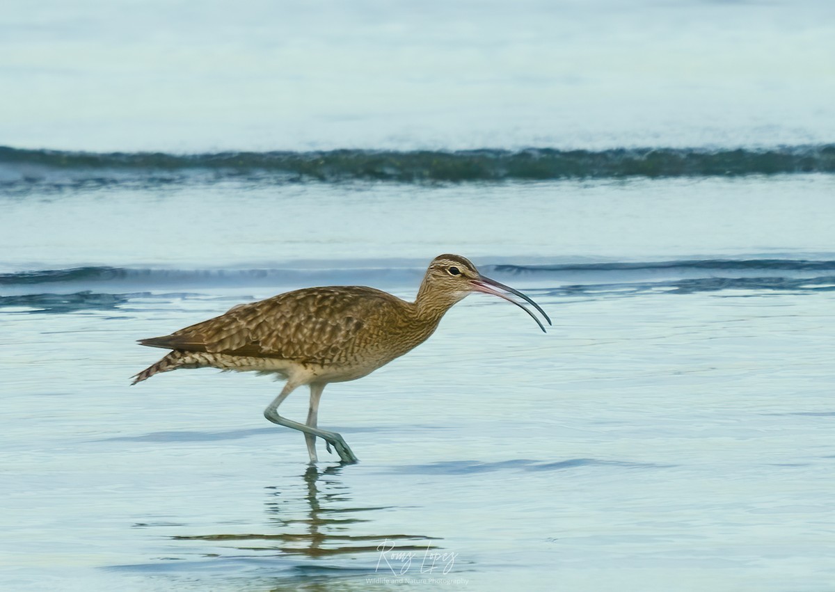Eurasian Whimbrel - ML382240411