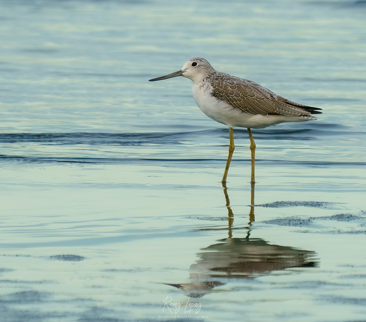Common Greenshank - ML382240421