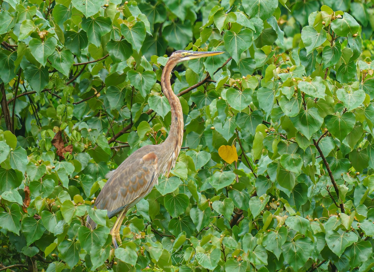 Purple Heron - ML382240431