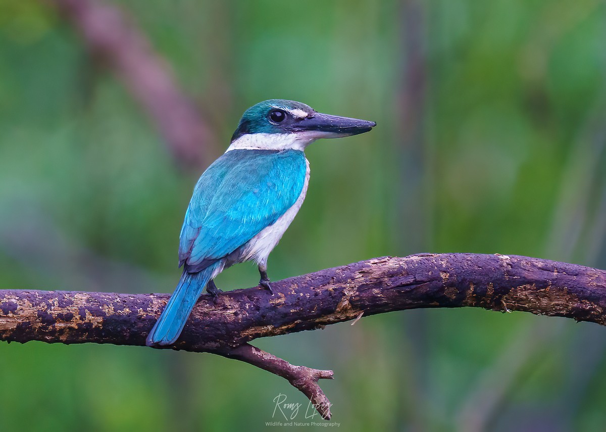 Collared Kingfisher - ML382240461