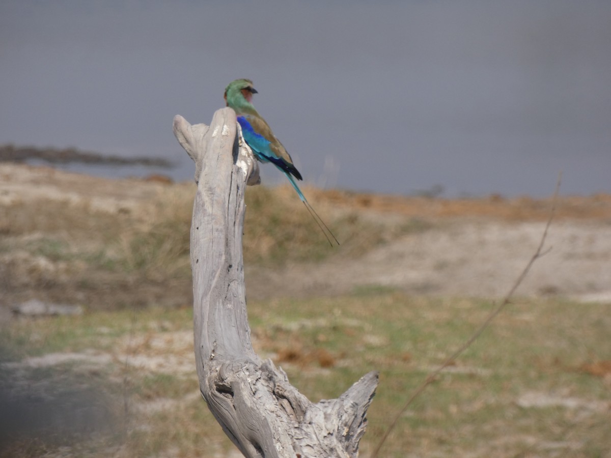 Lilac-breasted Roller - Carlos Villaverde Castilla