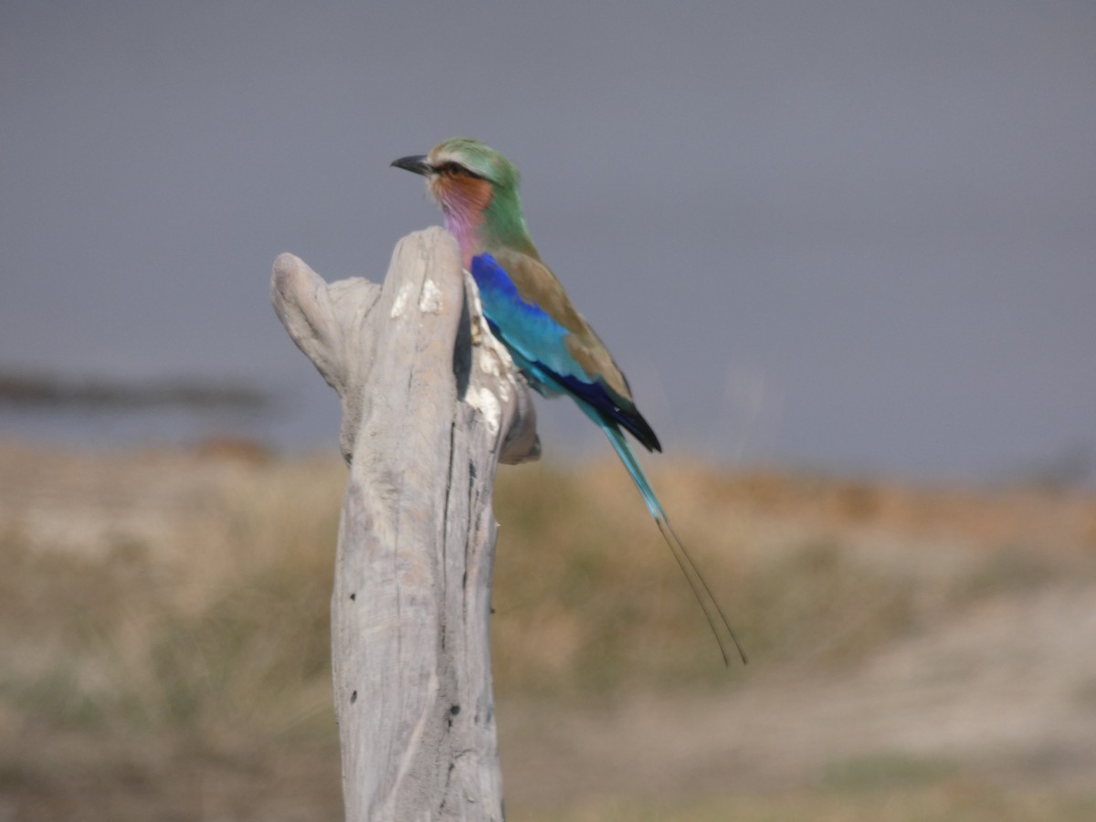 Lilac-breasted Roller - ML382241061