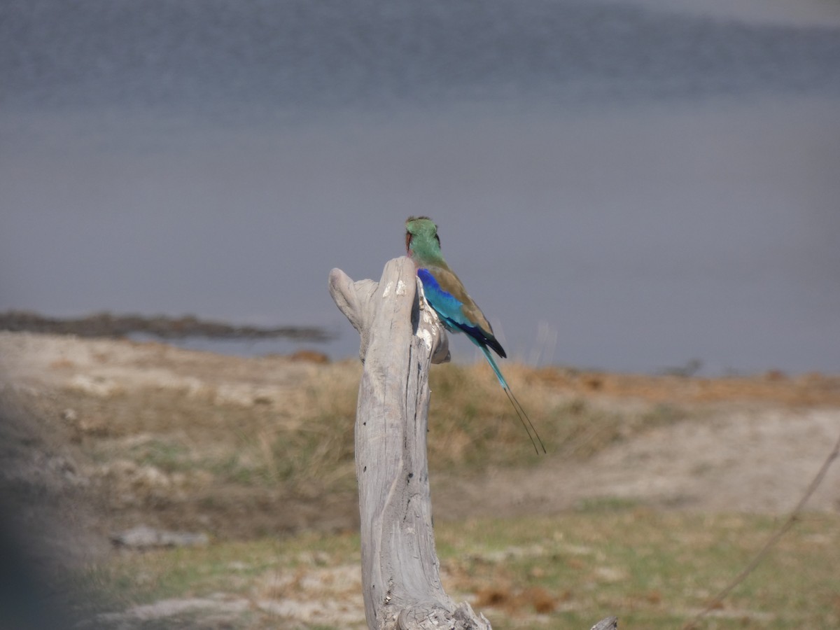 Lilac-breasted Roller - ML382241111