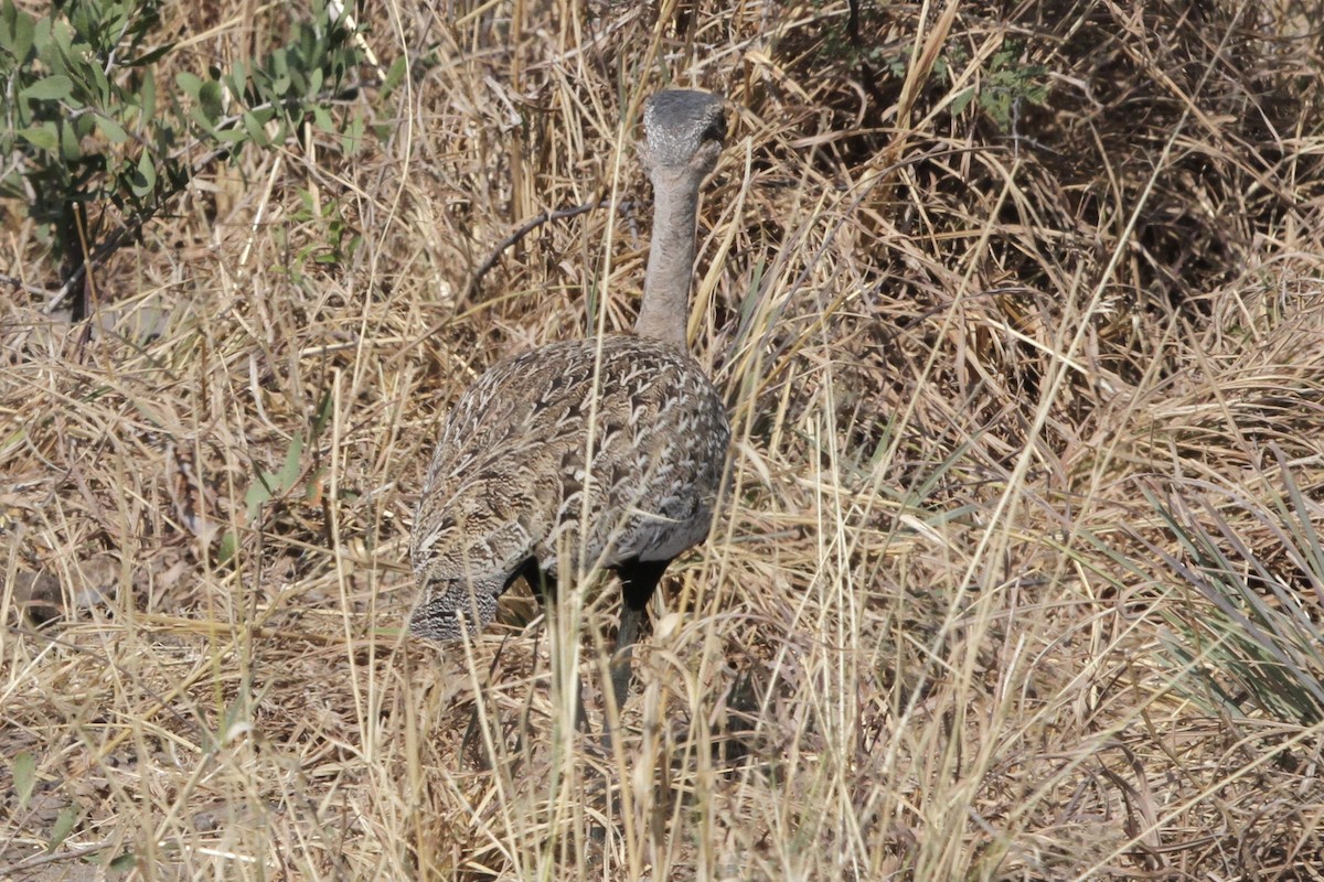 Red-crested Bustard - ML382242051