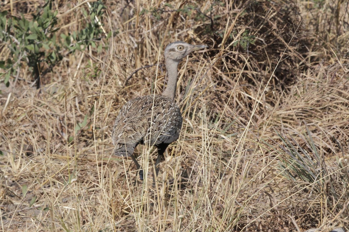 Red-crested Bustard - ML382242061