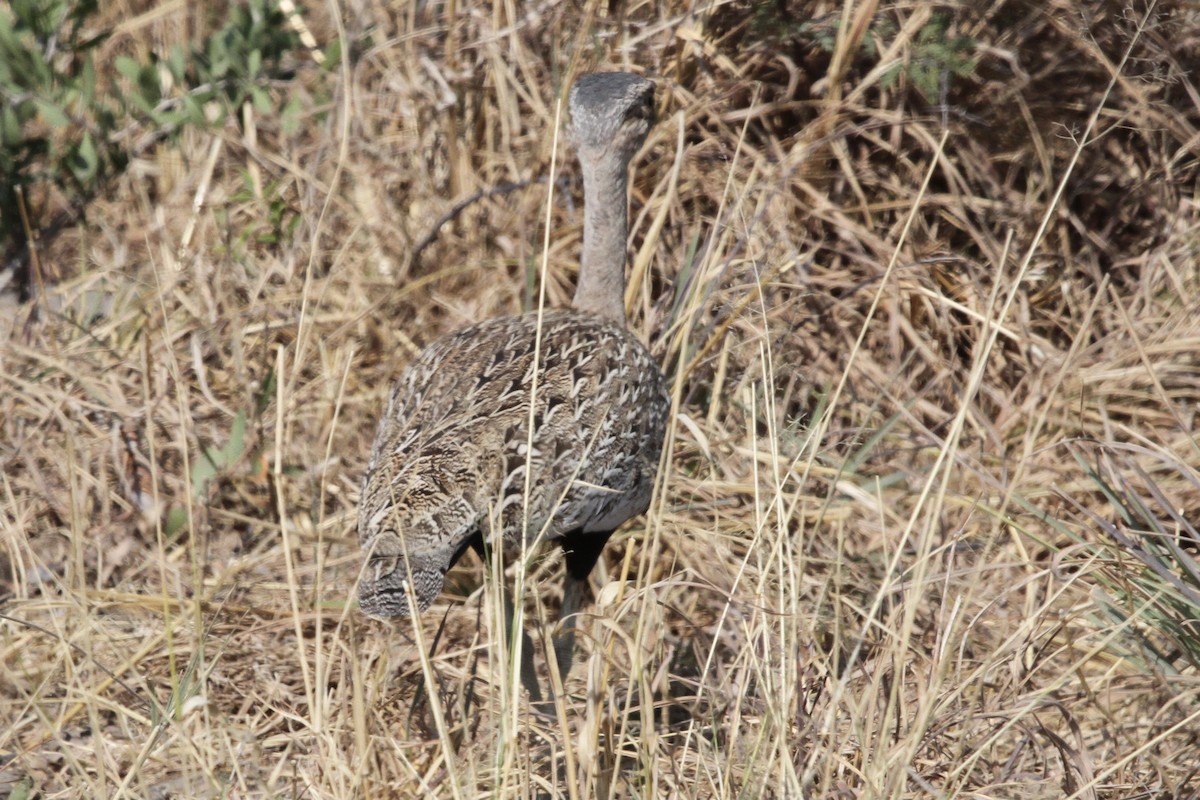 Red-crested Bustard - ML382242071