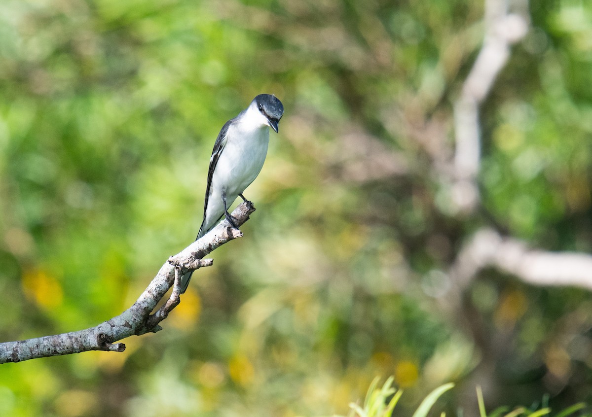 Ashy Minivet - ML382242631