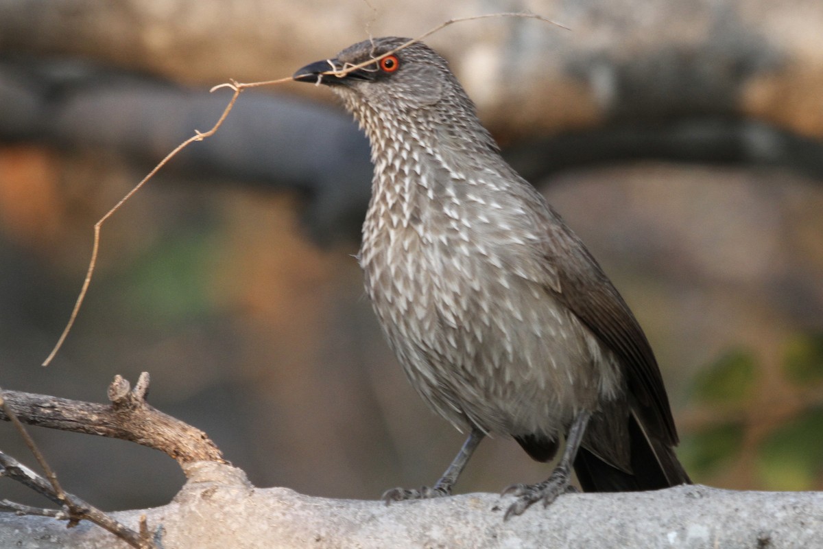 Arrow-marked Babbler - ML382242901