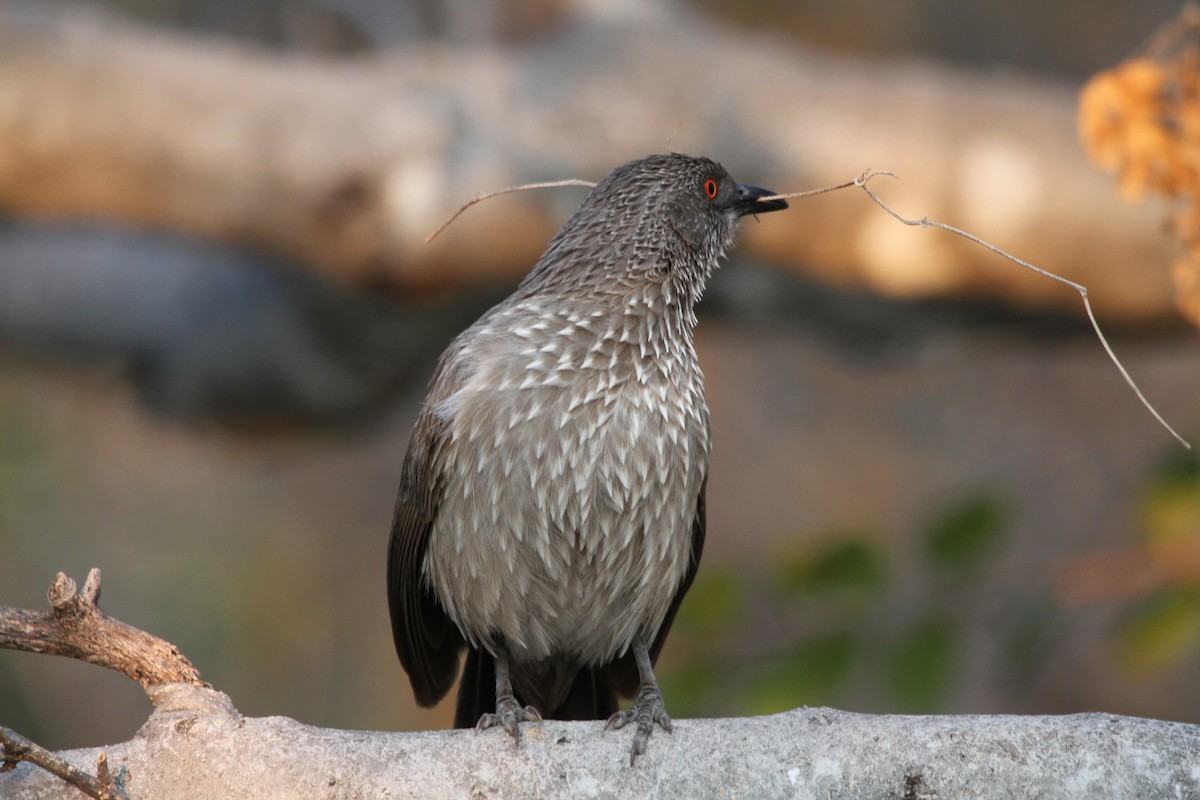 Arrow-marked Babbler - ML382242921