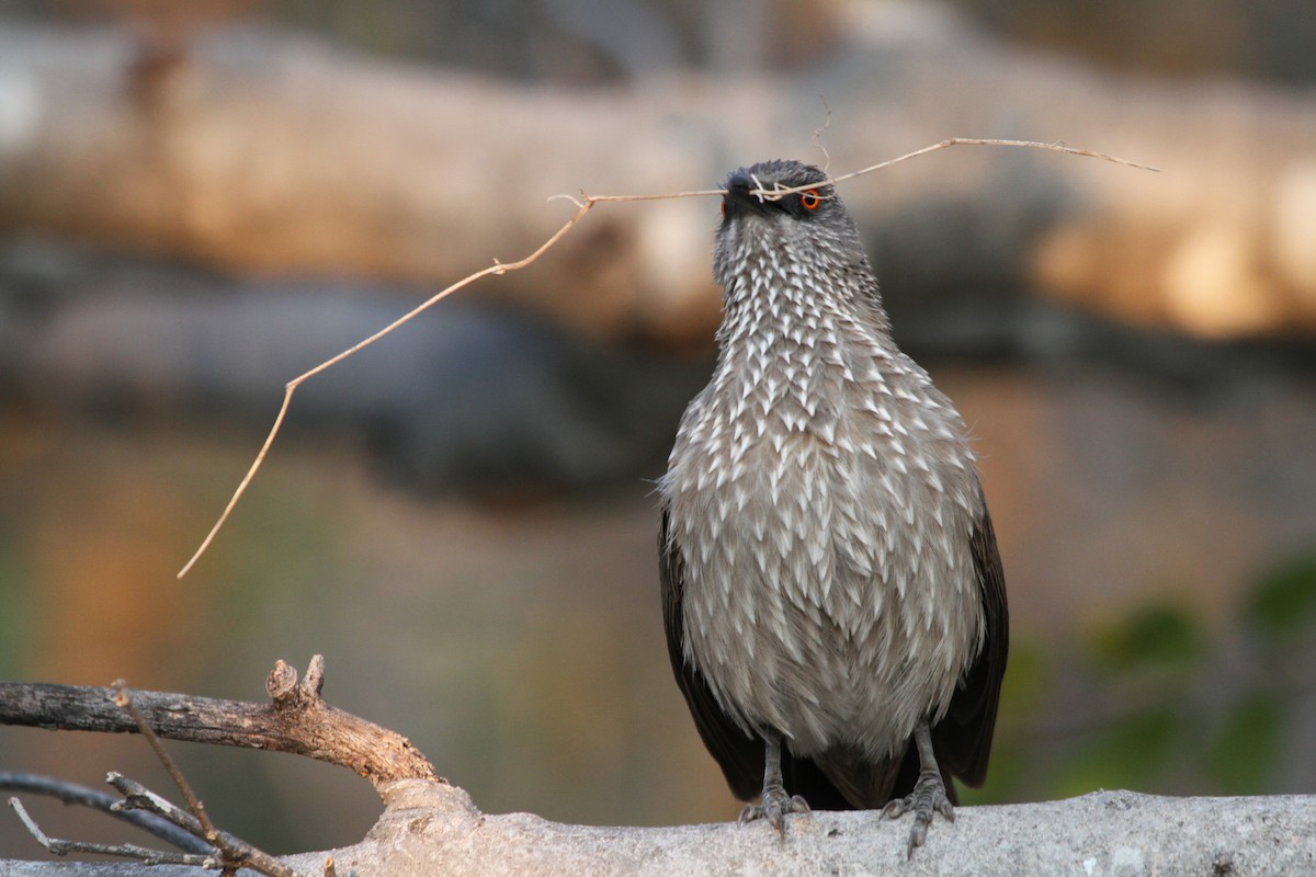 Arrow-marked Babbler - ML382243001