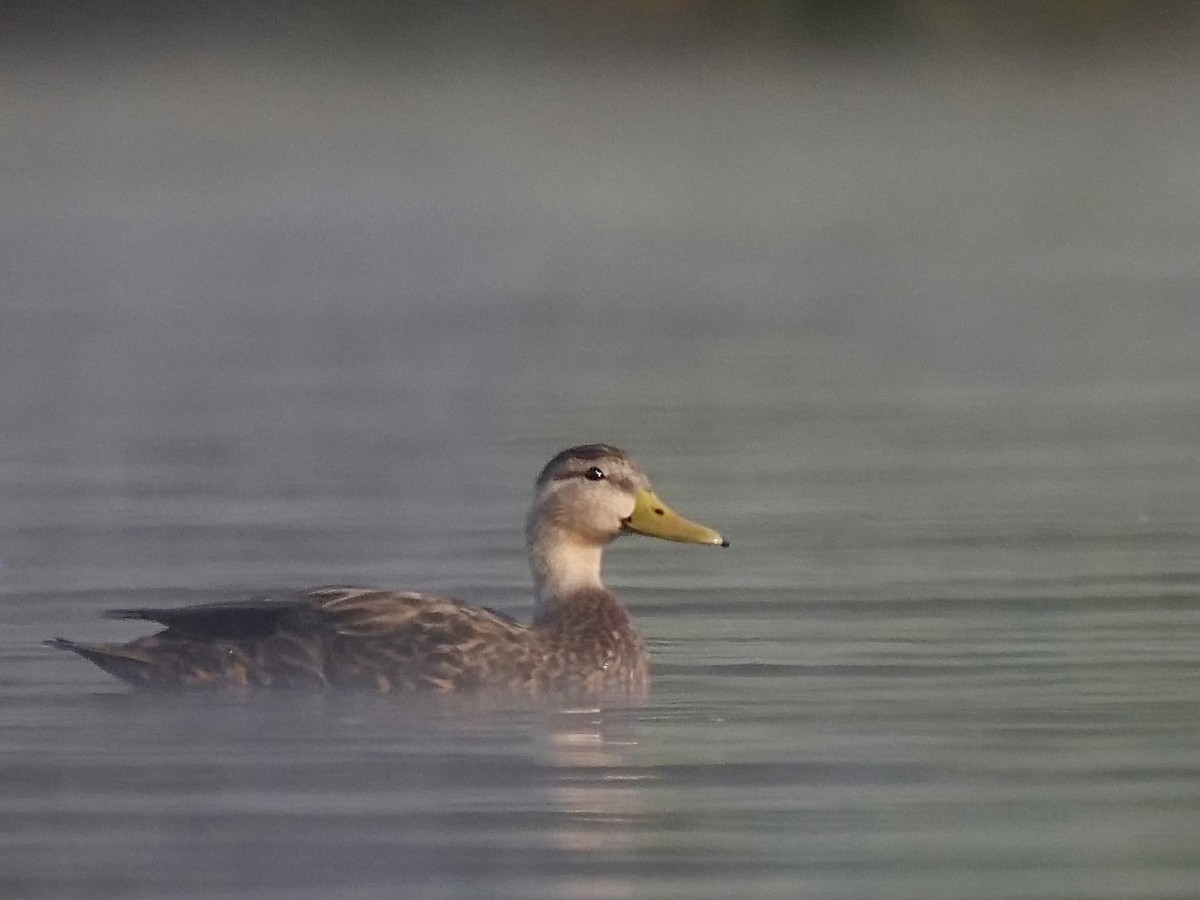 Mottled Duck - ML382244961