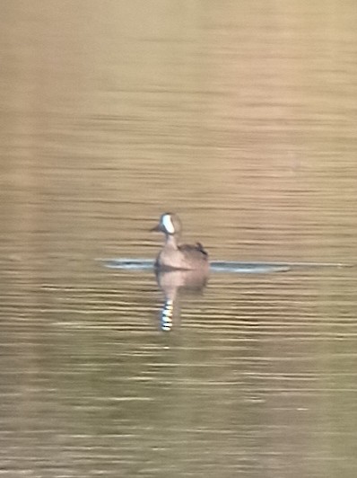 Blue-winged Teal - ML382245321