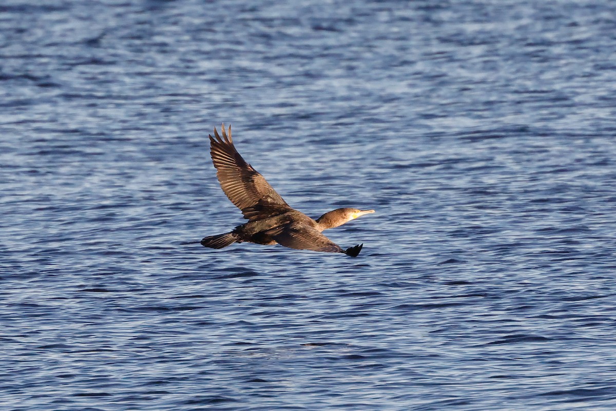 Great Cormorant - ML382245701