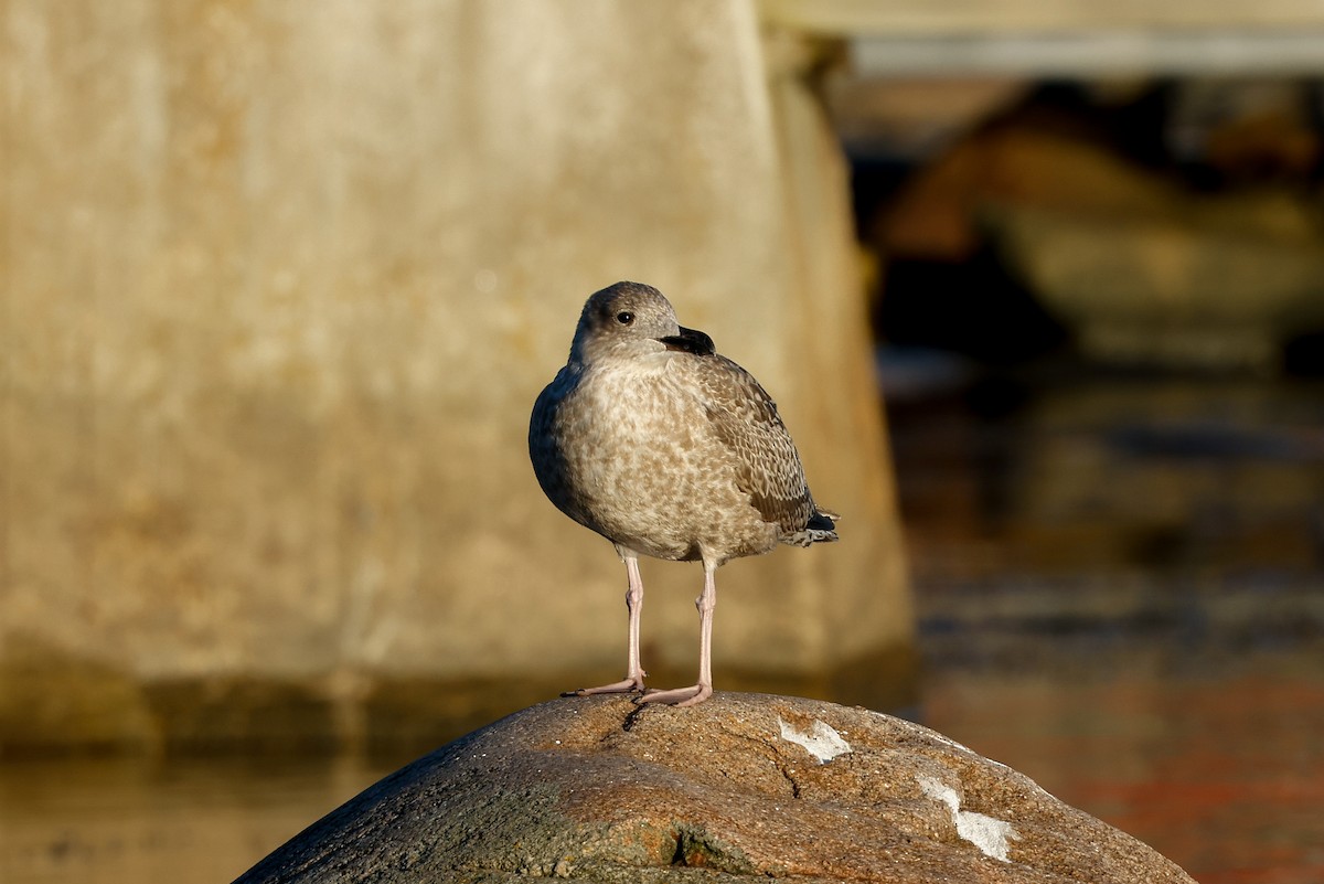 European Herring Gull - ML382245711