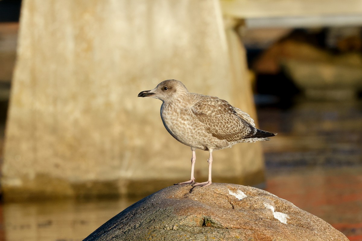 European Herring Gull - ML382245721