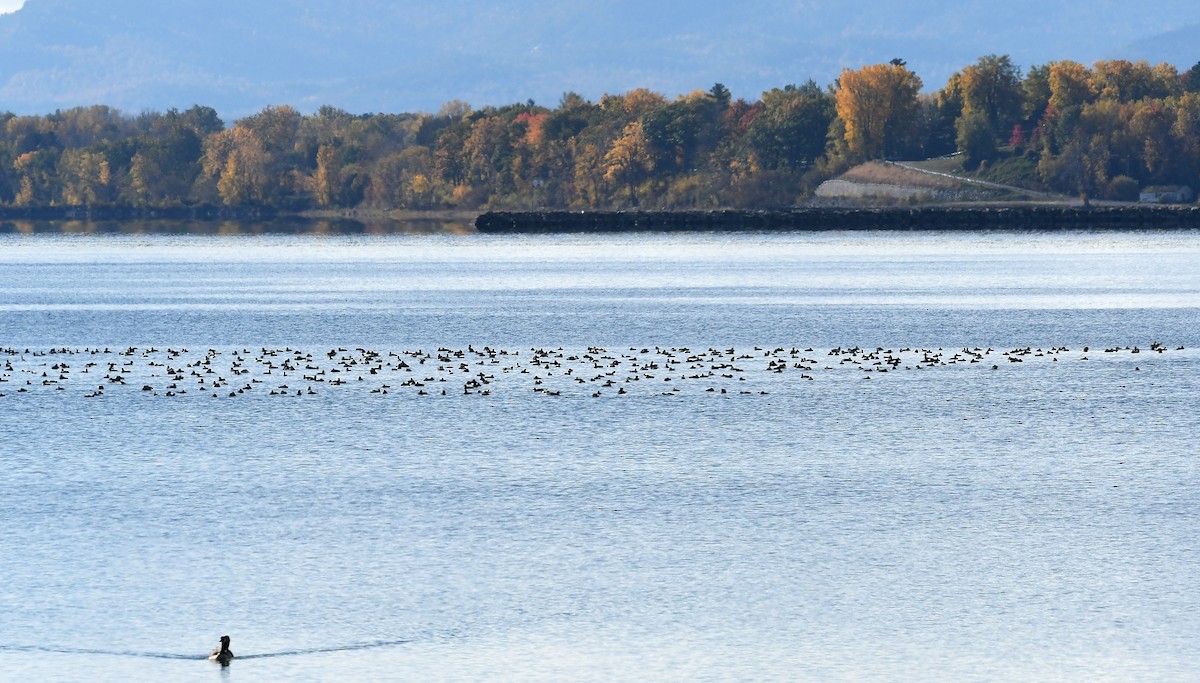 Greater/Lesser Scaup - Gary Chapin