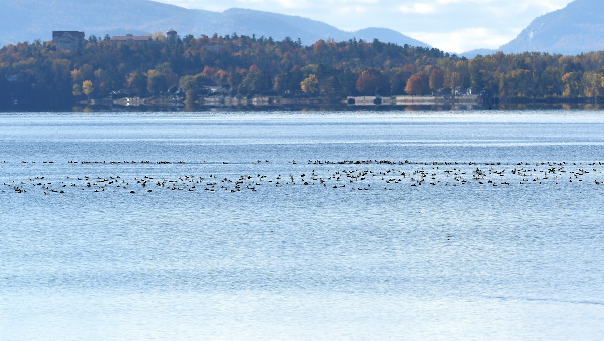 Greater/Lesser Scaup - Gary Chapin