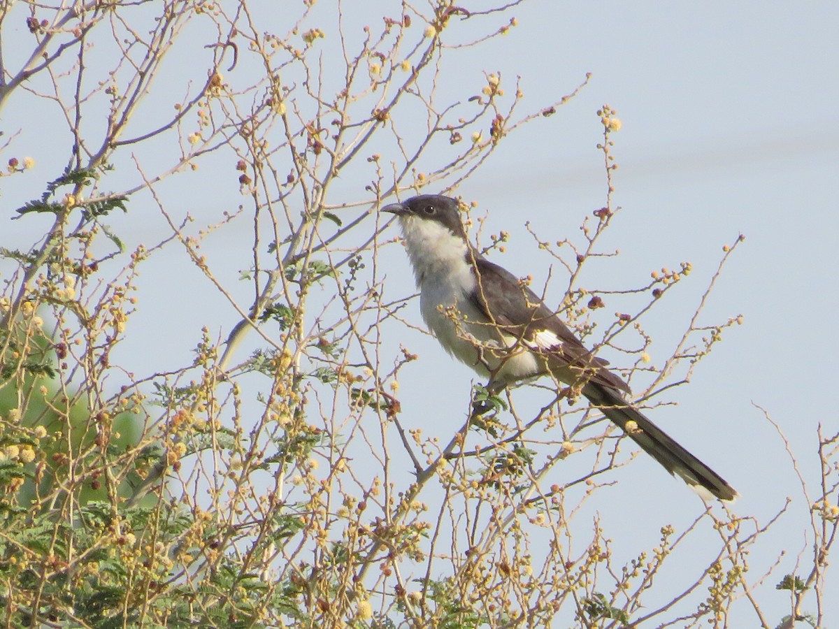 Pied Cuckoo - ML382246981