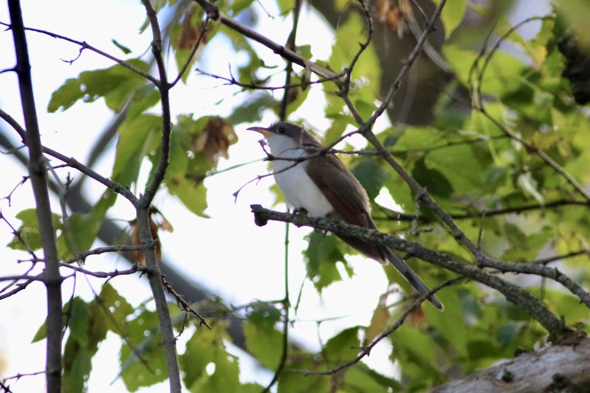 Yellow-billed Cuckoo - ML382247141