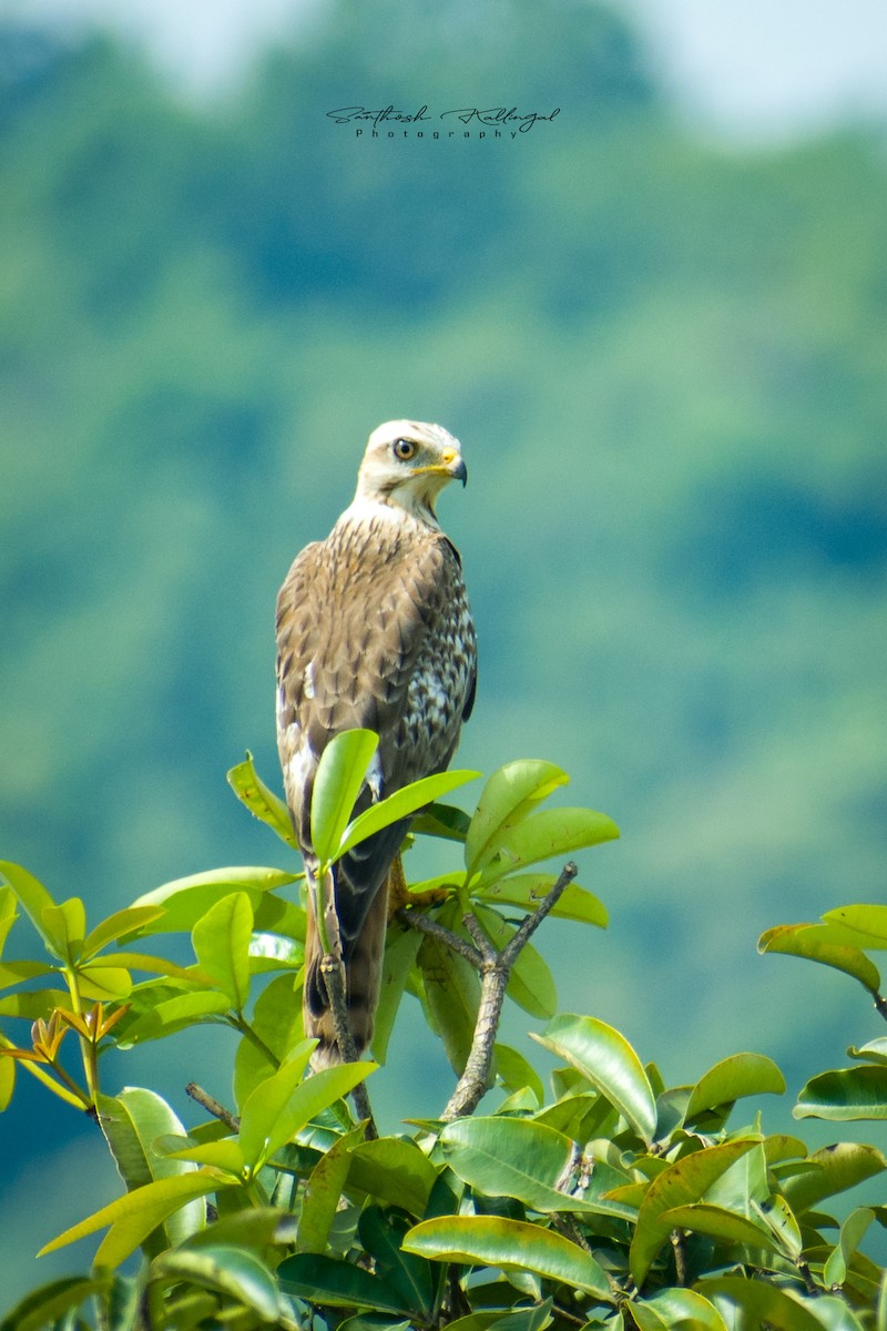 White-eyed Buzzard - ML382249651