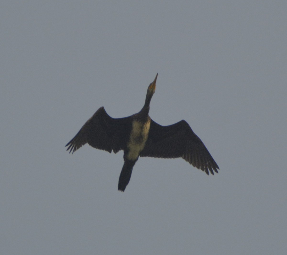 Great Cormorant - ML382252101