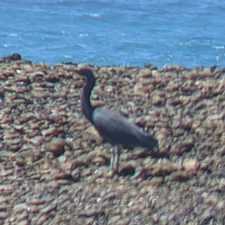 Pacific Reef-Heron - ML382252261