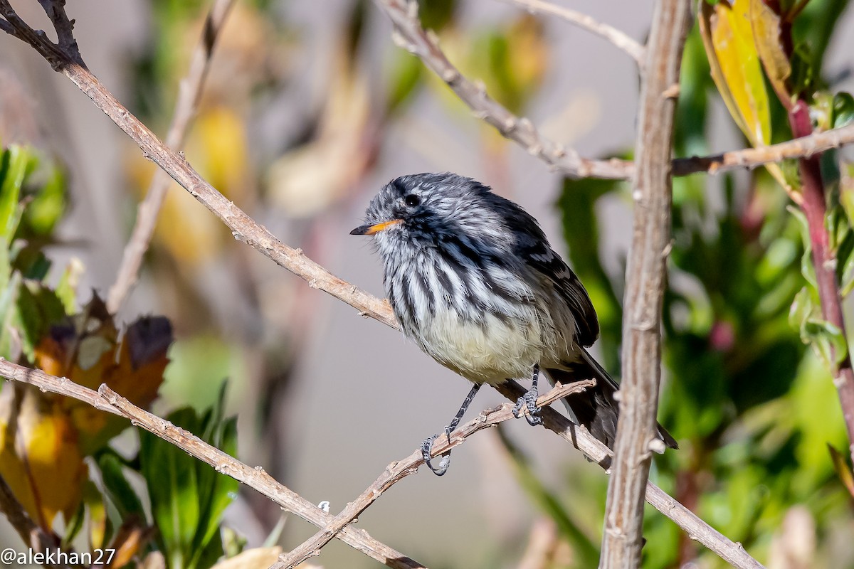 Yellow-billed Tit-Tyrant - ML382252501