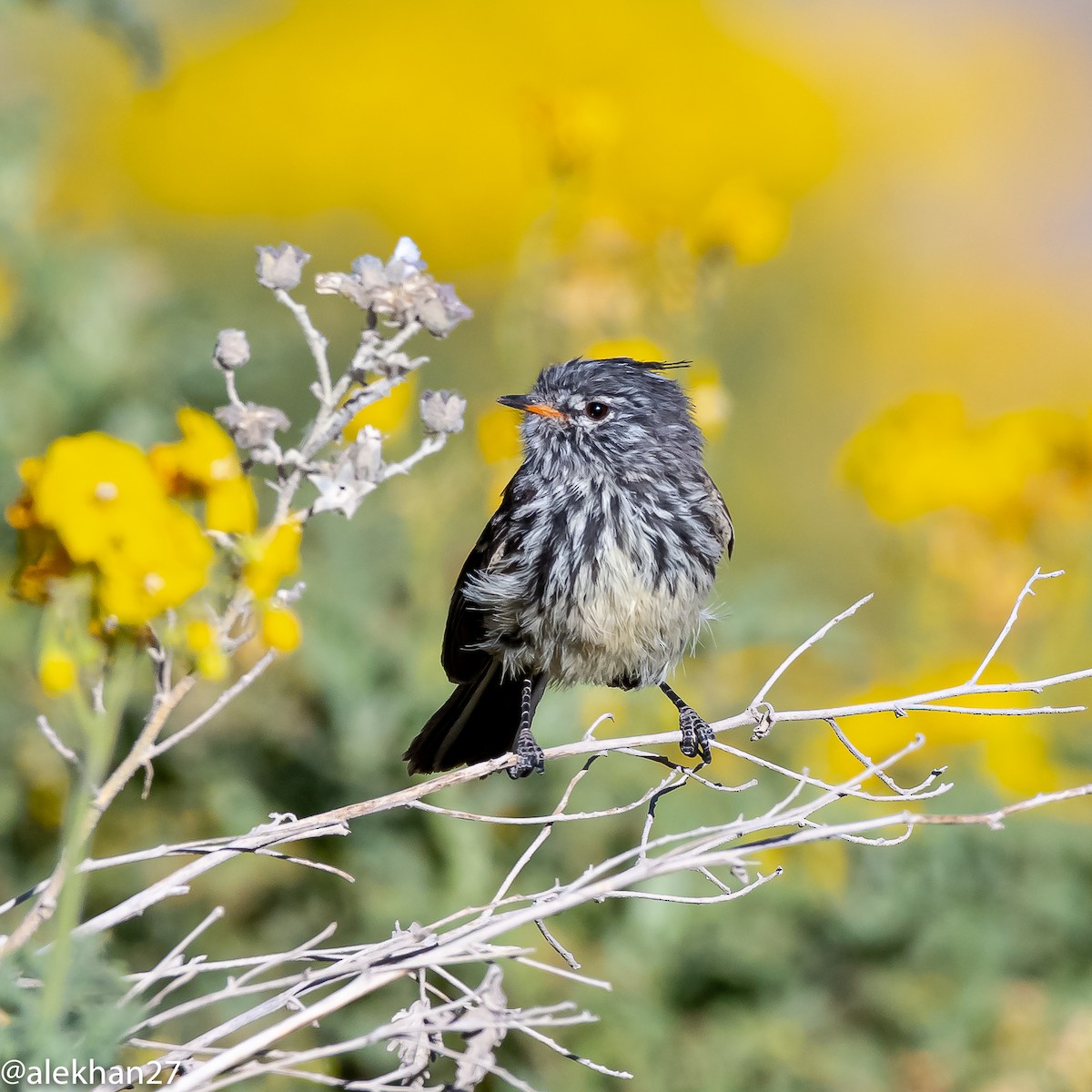 Yellow-billed Tit-Tyrant - ML382252571