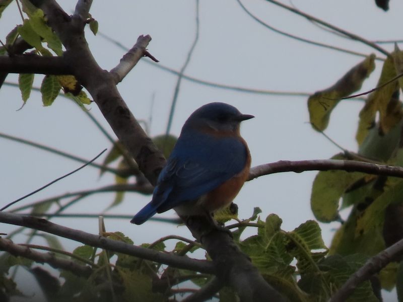 Eastern Bluebird - ML382257421