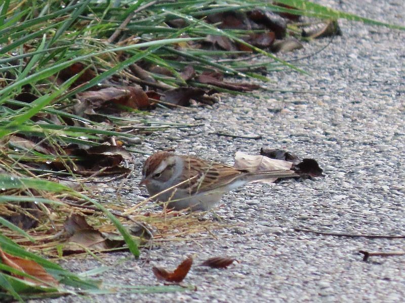 Chipping Sparrow - ML382257641