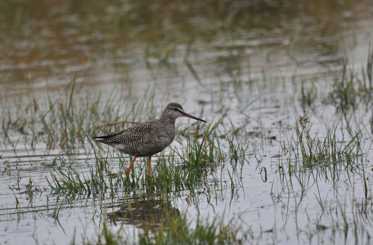 Spotted Redshank - Dmitriy Golyshev