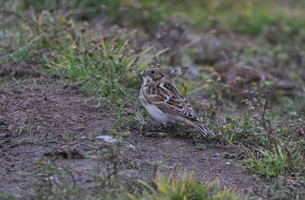 Lapland Longspur - ML382257991