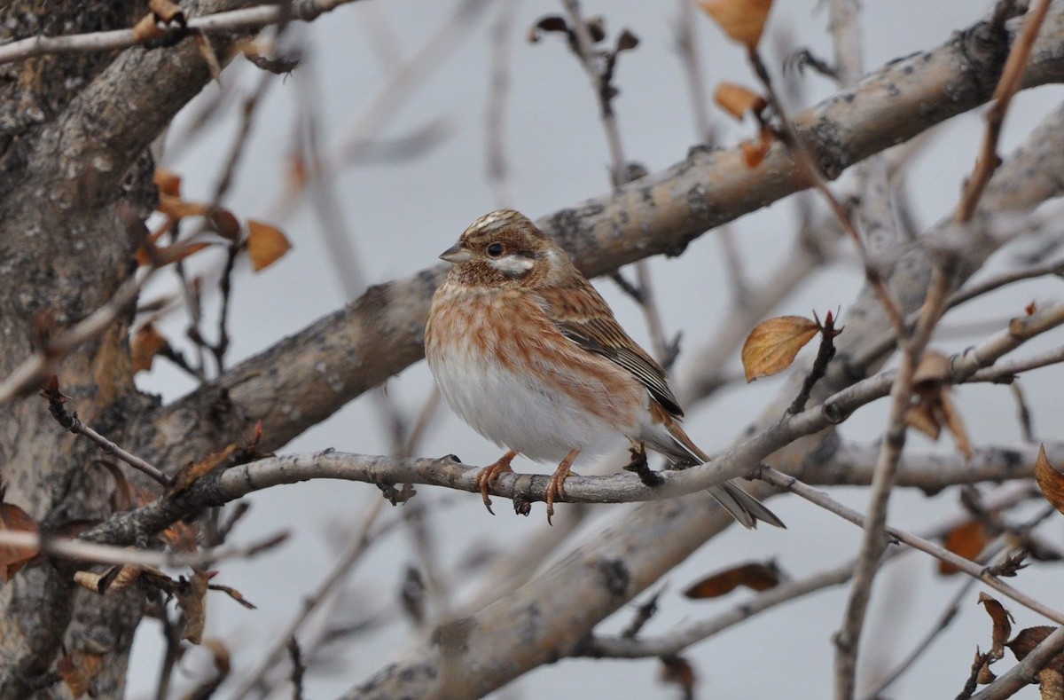 Pine Bunting - ML382258041